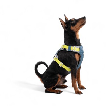 Ein kleiner schwarz-brauner Hund mit einem blauen und gelben Geschirr, der aufrecht sitzt und zur Seite schaut vor einem weißen Hintergrund.