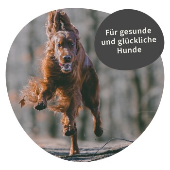 Ein Golden Retriever, der fröhlich im Freien läuft, mit dem Text 'Für gesunde und glückliche Hunde' in einer Sprechblase.