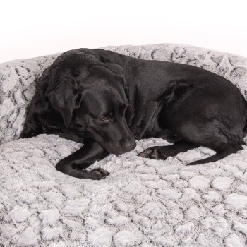 Ein schwarzer Labrador Retriever liegt auf einem weichen, plüschigen grauen Haustierbett und sieht nachdenklich aus.