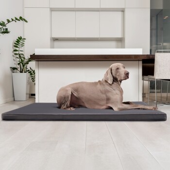 Ein großer grauer Hund liegt auf einem dunkelgrauen Hundebett in einer modernen Küche mit weißen Schränken und einer Holzarbeitsplatte.