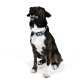 Ein glücklicher, gestromter Hund mit einem blauen Halsband mit orangefarbenen und schwarzen Akzenten, der vor einem weißen Hintergrund sitzt.