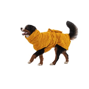 Ein glücklicher Berner Sennenhund in einem flauschigen gelben Bademantel, der mit wedelndem Schwanz vor einem weißen Hintergrund läuft.