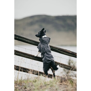 Ein schwarz-weißer Hund, der einen wasserdichten Mantel trägt, steht auf seinen Hinterbeinen, lehnt sich gegen einen Holzzaun und schaut auf eine malerische Landschaft.