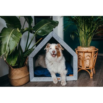 Ein glücklicher Australian Shepherd Hund, der in einem grauen Filz-Hundehäuschen mit einem blauen Kissen entspannt, umgeben von grünen Pflanzen in dekorativen Töpfen.
