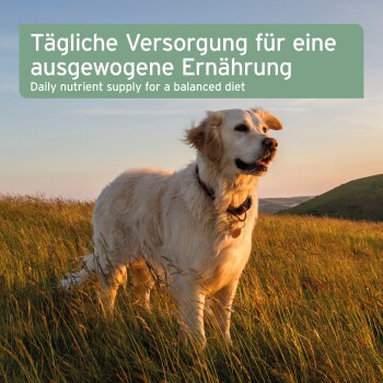 Golden Retriever im hohen Gras bei Sonnenuntergang; Überschrift (Deutsch und Englisch): tägliche Nährstoffversorgung für eine ausgewogene Ernährung.