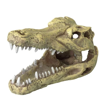 Crâne de crocodile Une réplique décorative de crâne de crocodile avec des dents détaillées et une surface texturée, idéale pour les habitats d'animaux de compagnie ou comme pièce de décoration unique.