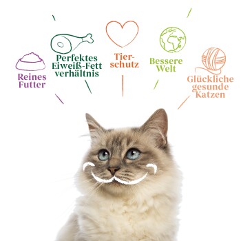 Eine flauschige Katze mit blauen Augen und einem verspielten Schnurrbart, umgeben von Text über Vorteile: "Reines Futter," "Perfektes Eiweiß-Fett Verhältnis," und mehr.