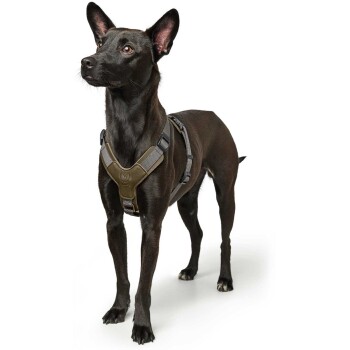 Ein schwarzer Hund trägt ein graues und olivgrünes Geschirr, steht aufrecht und schaut zur Seite mit einem wachsamen Ausdruck.