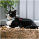 Schwarz-weiße Tuxedo-Katze mit blau gemustertem Halsband und Leine liegt auf einer Steinstufe und blickt zu nahe Blättern hinauf.