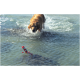 Ein Golden Retriever spritzt durch flaches Wasser und jagt einen rot-weiß gestreiften Spielzeugboje, die in der Nähe schwimmt.