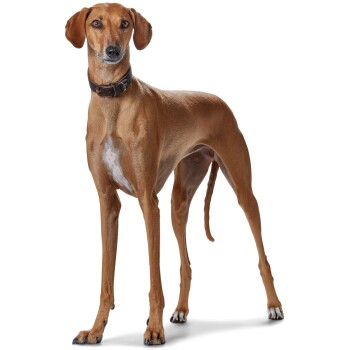 Ein großer, schlanker brauner Hund mit einem weißen Fleck auf der Brust steht selbstbewusst da und trägt ein dunkles Halsband.