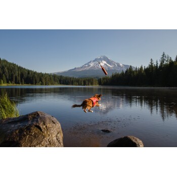 Ein Hund in einem roten Geschirr springt in einen See, um ein schwimmendes Spielzeug zu holen, mit einem Berg- und Waldhintergrund unter einem klaren blauen Himmel.