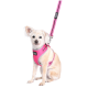 Ein kleiner Hund trägt ein leuchtend pinkes Geschirr und eine passende Leine, sitzt aufrecht vor einem weißen Hintergrund.