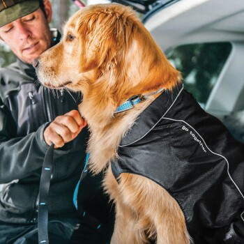 Ein Golden Retriever, der eine schwarze Hundejacke mit dem Text 'go together' trägt und von einer Person in einem Auto gehalten wird.