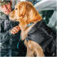 Ein Golden Retriever, der eine schwarze Hundejacke mit dem Text 'go together' trägt und von einer Person in einem Auto gehalten wird.