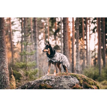 Ein Hund, der einen Tarnmantel trägt, steht auf einem Felsen in einem Wald, umgeben von hohen Bäumen und weichem, natürlichem Licht.
