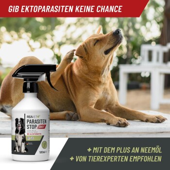 Ein brauner Hund kratzt sich an Holz, mit einer Sprayflasche "Reavet Parasiten Stop Akut" im Vordergrund, die mit Neemöl-Informationen beschriftet ist.