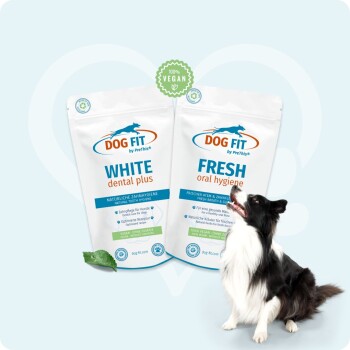 Border Collie neben zwei DOG FIT-Beuteln: 'WHITE dental plus' und 'FRESH oral hygiene' mit 100% VEGAN-Emblem.