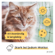 Nahaufnahme einer flauschigen orangefarbenen Katze mit leuchtenden Augen, mit Text, der "UV-beständig & langlebig" und "Stark bei jedem Wetter" liest.
