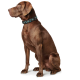 Ein brauner Hund sitzt aufrecht, trägt ein dekoratives schwarzes Halsband mit türkisfarbenen Akzenten und zeigt seinen kräftigen Körperbau und aufmerksame Haltung.