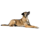 Ein mittelgroßer Hund mit kurzem Fell liegt und schaut nach oben, trägt ein helles Halsband mit einem Anhänger.