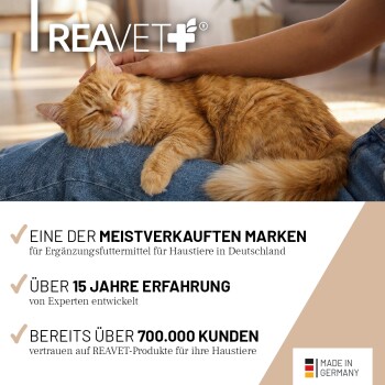 Eine flauschige orange Katze, die von einer Person gehalten wird, mit REAVET Magenmild-Pulver im Vordergrund, mit "Hohe Akzeptanz" und "Ohne chemische Zusätze."