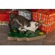Tabby and white kitten playing on a green Christmas tree-shaped cat scratcher surrounded by wrapped holiday gifts.
