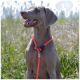 Weimaraner-Hund mit einem leuchtend orangefarbenen Seil-Halsband, der an einem sonnigen Tag auf einer Wiese sitzt.
