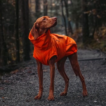 Ein brauner Hund in einem leuchtend orangefarbenen Regenmantel steht auf einem Kiesweg im Wald und schaut mit einem aufmerksamen Ausdruck nach oben.
