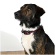 Eine Nahaufnahme eines braun-schwarzen Hundes mit einem kastanienbraunen Halsband, der zur Seite schaut, vor einem weißen Hintergrund.