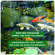 Teich mit Koi-Fischen zwischen Steinen und Pflanzen, mit grünem Text über Kalzium und Makronährstoffen für Flora und Fauna.