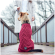 Ein kleiner Hund, der einen gemütlichen, kastanienbraunen Strickpullover trägt, sitzt auf einem Holzweg, während eine Person in einem hellen Mantel in der Nähe geht.