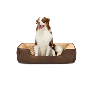 Ein glücklicher braun-weißer Australian Shepherd sitzt in einem gemütlichen braunen Hundebett mit einem weichen beigen Innenraum.