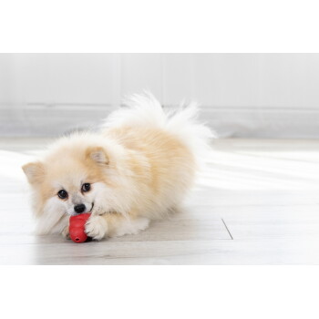 Puszysty kremowy szczeniak rasy pomeranian leżący na jasnej drewnianej podłodze, żujący czerwoną gumową zabawkę.