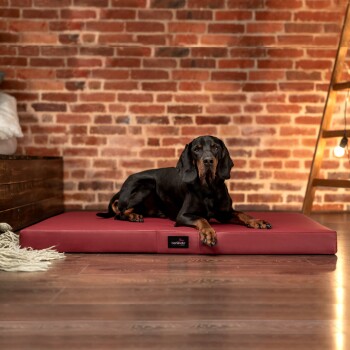 Ein schwarz-brauner Hund liegt auf einem roten Haustierbett in einem gemütlichen Raum mit einer Ziegelwand, auf dem ein Tierlando-Logo zu sehen ist.