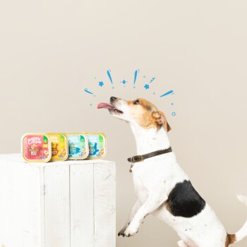 Un chien joyeux avec un pelage brun et blanc saute devant quatre contenants de nourriture pour animaux "Edgard & Cooper" colorés avec différentes saveurs.