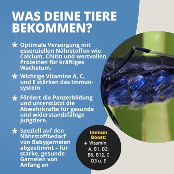 Anzeige mit Nahaufnahme einer blauen Garnele und deutschem Text ‚WAS DEINE TIERE BEKOMMEN?‘ mit Nährstoffpunkten und ‚Immun Boost‘