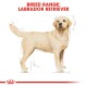 Illustration of a Labrador Retriever with a light yellow coat, accompanied by the text "BREED RANGE: LABRADOR RETRIEVER" at the top.