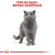 Illustration d'un chat British Shorthair avec un pelage gris et des yeux orange, accompagnée du texte "TYPE DE RACE : BRITISH SHORTHAIR."