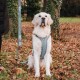 Ein Golden Retriever, der ein blaues Geschirr trägt, sitzt auf einem Bett aus Herbstblättern, mit einer passenden Leine, die angehängt ist, und schaut aufmerksam.