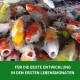 Eine lebendige Gruppe von Koi-Fischen im klaren Wasser, mit einem grünen Banner darunter, das sagt: 'FÜR DIE BESTE ENTWICKLUNG IN DEN ERSTEN LEBENSMONATEN.'
