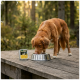 Rötlich-brauner Hund trinkt aus einer Edelstahlschüssel auf einem hölzernen Deck neben einer Futterschale mit der Aufschrift 'WILDERNESS' im Wald.
