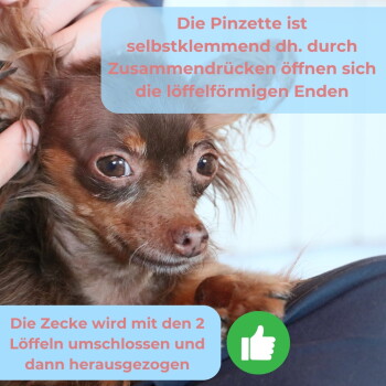Kleiner brauner langhaariger Hund, von einer Hand gehalten; deutscher Überlagerungstext: 'Die Pinzette ist selbstklem­mend...' und 'Die Zecke wird mit den 2 Löffeln umschlossen...'.