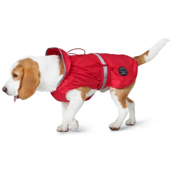 Ein Beagle, der einen leuchtend roten wasserdichten Hundemantel mit reflektierenden Riemen trägt, läuft vor einem weißen Hintergrund.