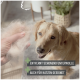 Eine Person hält Haustierfell mit einem Golden Retriever in der Nähe. Text: "Sanfte Unterfellentfernung" und "Auch für Katzen geeignet."