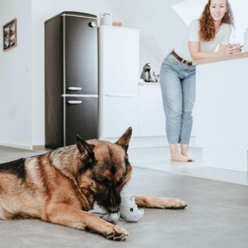 Ein Deutscher Schäferhund liegt auf einem grauen Boden und kaut verspielt auf einem grauen Plüschspielzeug. Im Hintergrund steht eine Person an einer Küchenzeile.