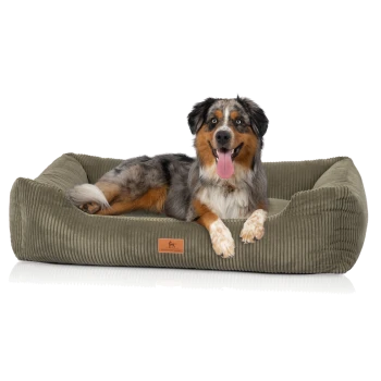 Dreifarbiger, hechelnder Hund liegt auf einem olivfarbenen Cord-Bolsterbett mit einem Lederpatch mit der Aufschrift 'KNUFFELWUFF'.
