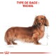 Illustration d'un chien teckel avec un long corps et des pattes courtes, étiqueté "TYPE DE RACE : TECKEL" en texte rouge gras.