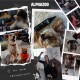 Collage von Hunden, die interagieren, mit Haustierprodukten wie ALPHAZOO Nahrungsergänzungsmitteln und Leckereien. Der Text lautet: 'Ihr seid fantastisch!'
