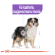 Illustration eines Hundes mit einem lila Etikett darüber, das "Für kastrierte, ausgewachsene Hunde" besagt.
